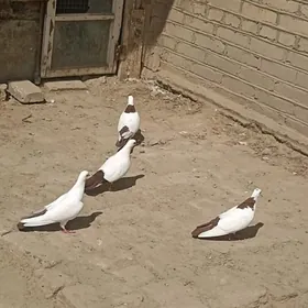 kepderi