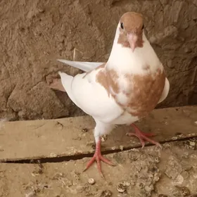kepderi