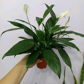 ЖЕНСКОЕ СЧАСТЬЕ