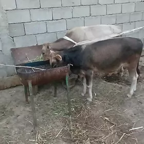 Okuzler