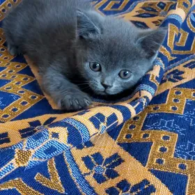 котенок