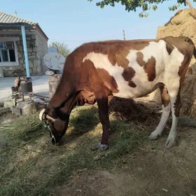 sygyr