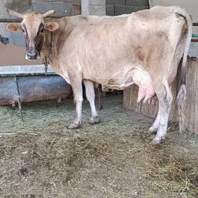 arassa şwes göleli sygyr