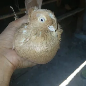 kepderi