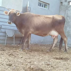 GOLELİ SYGYR