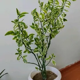 Gül
