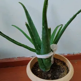 Aloe