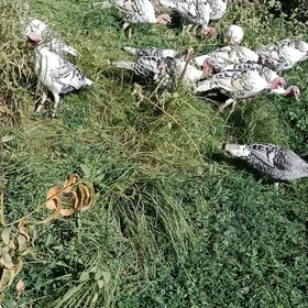 induklar