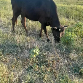 gulojun
