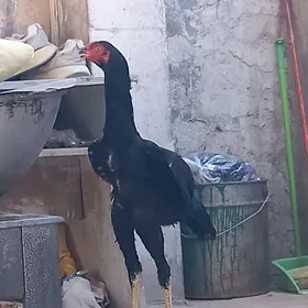 Baysok juyje