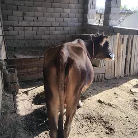 adysygyr