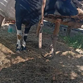 Sygyr