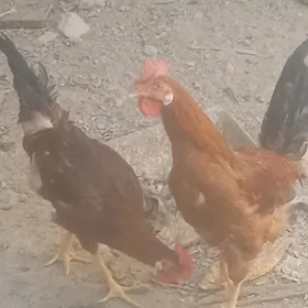 Horaz 1 kilelik