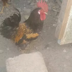 Horaz