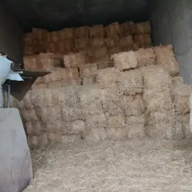 саман беде