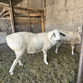 Goç