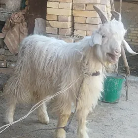 teke owlak