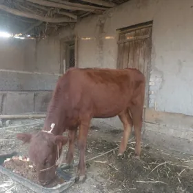 1ýaş gaçar