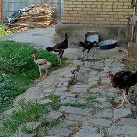 baýes