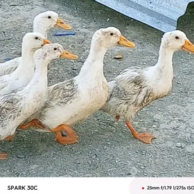 õrdek ga ga
