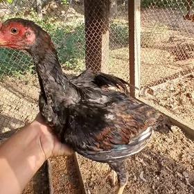 Taskent juyje horaz