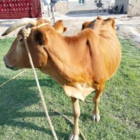 Gysyr sygyr