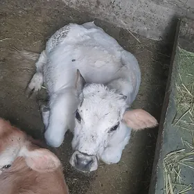 ókùz