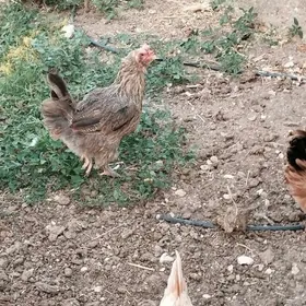 Tawuk