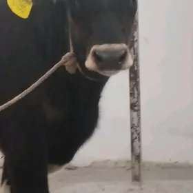 öküz