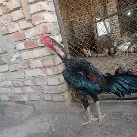 Taşkent horaz