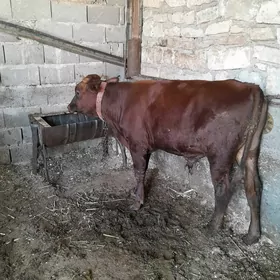 oküz