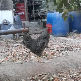 HORAZ