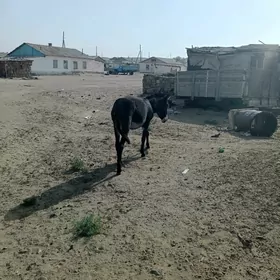 eşek