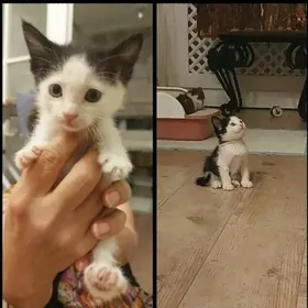 Котенок