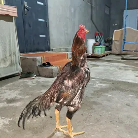 TAYAR HORAZLAR 