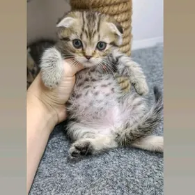 шотландские котята