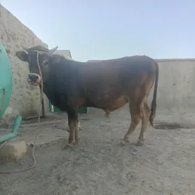 okiz