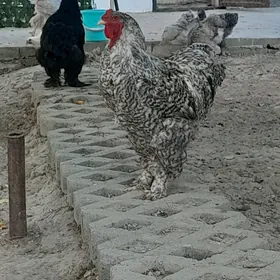 Brama horoz