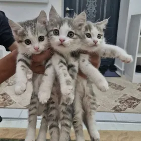Pishijekler, котята