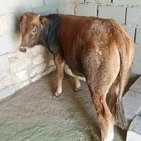 Öküz