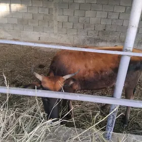 gysyr.sygyr