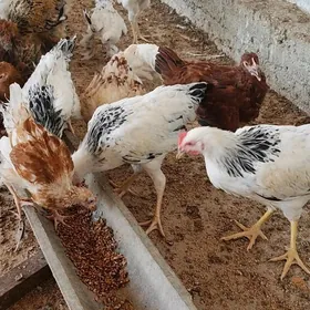ferma towuk juyje induk sygyr