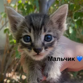 домашние котята