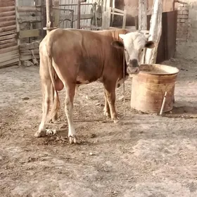 öküz