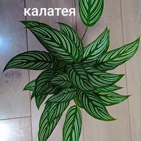 Кливия,Спатифиллум,бамбук