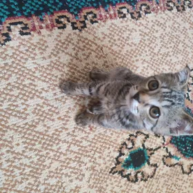 котик мальчик домашний