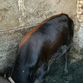 Öküz
