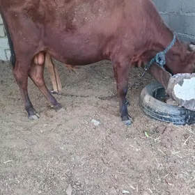 öküz