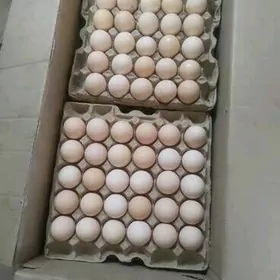 yumurtga яйца инкубаторные