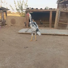 horaz